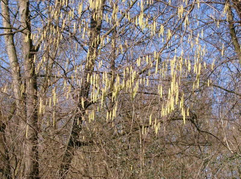 2014_02_17_fruehling_06.jpg wird geladen