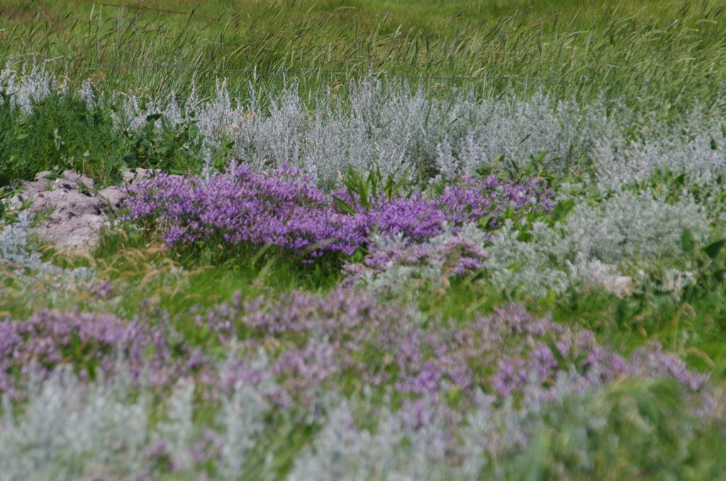 amrum_013.jpg wird geladen