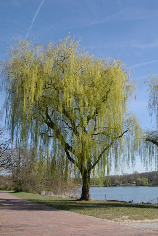 max-eyth-see_trauerweide.jpg wird geladen