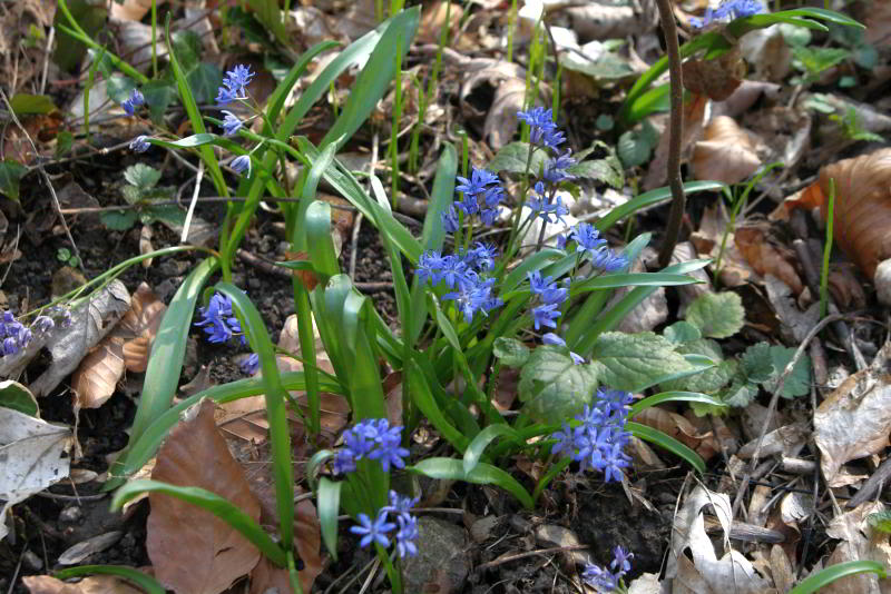 scilla_02.jpg wird geladen