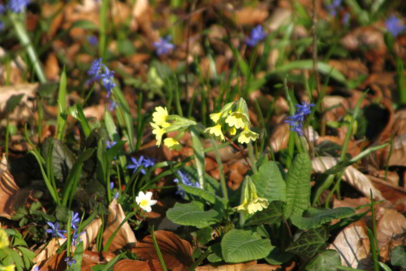 scilla_09.jpg wird geladen